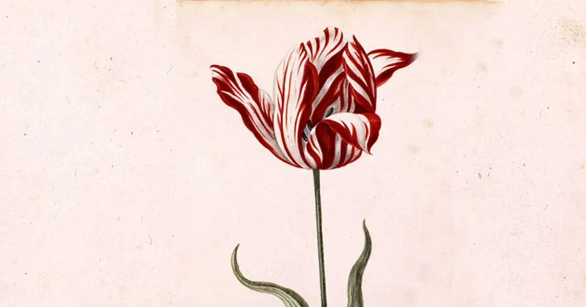 Foto Articuloi 4 Jpg   >