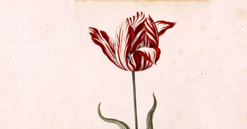 Semper Augustus, uno de los tulipanes mas valiosos