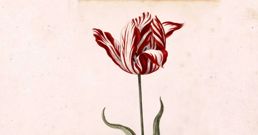 Semper Augustus, uno de los tulipanes mas valiosos