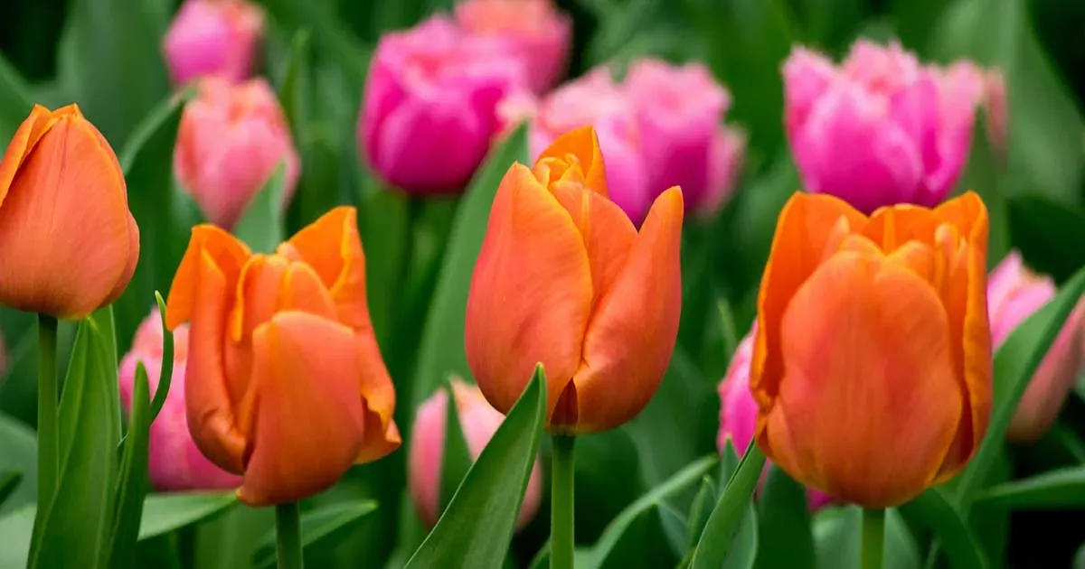 Foto Articuloi 4 Jpg   >