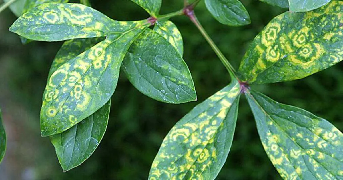 Foto Articuloi 4 Jpg   >